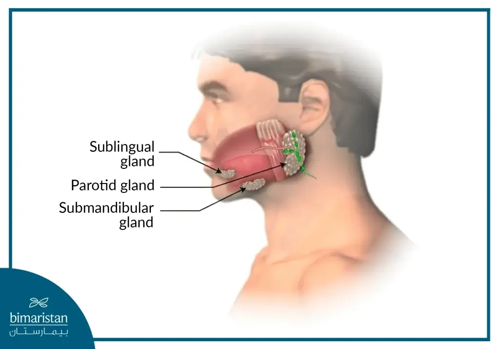 Location Of The Main Salivary Glands