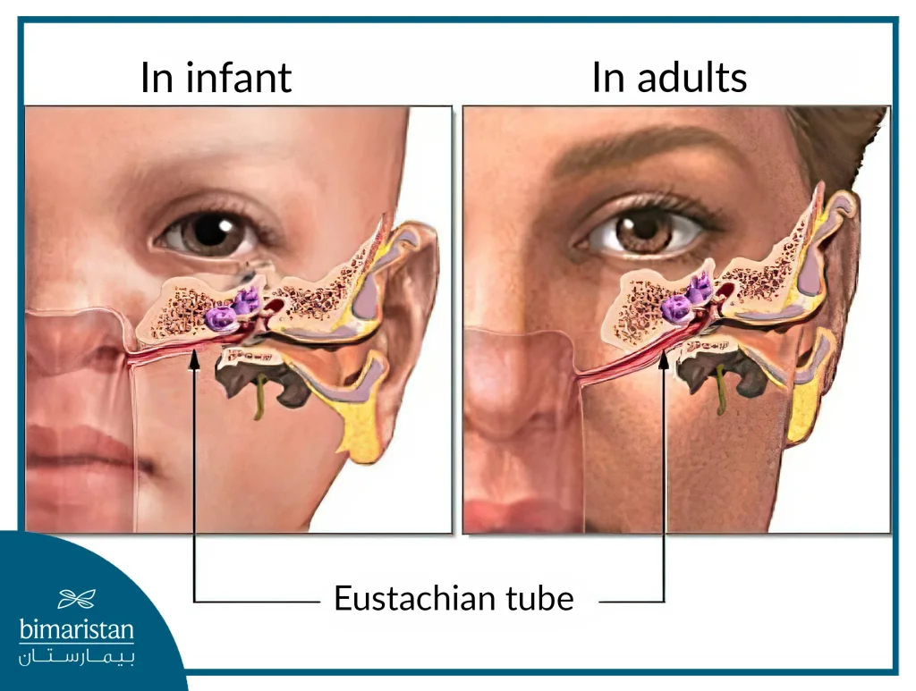 The Eustachian Tube Is More Horizontal In Infants