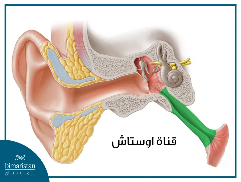 تصل قناة اوستاكيوس بين الأذن الوسطى والبلعوم الأنفي