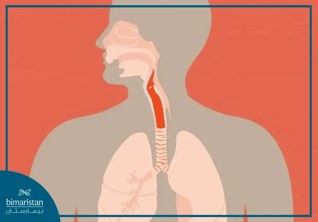 Respiratory System