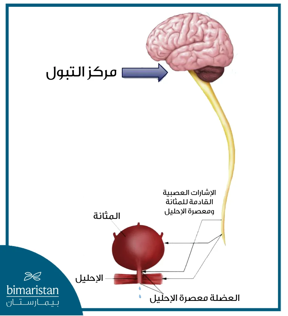 صورة توضح وصول الإشارات العصبية للمثانة لحدوث عملية التبول
