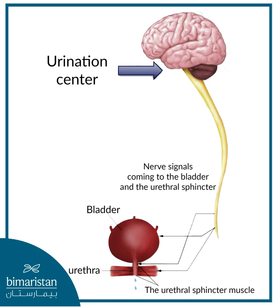 Image Showing The Nerve Signals Reaching The Bladder To Urinate