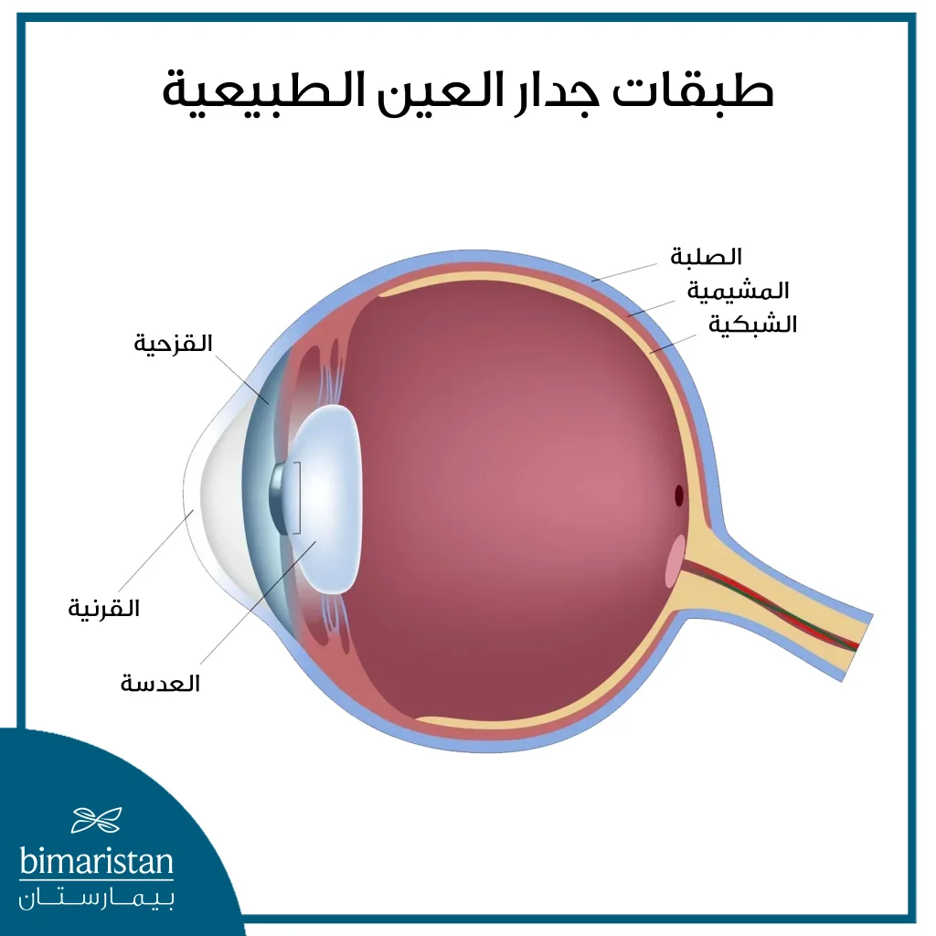 صورة توضح طبقات جدار العين الطبيعية