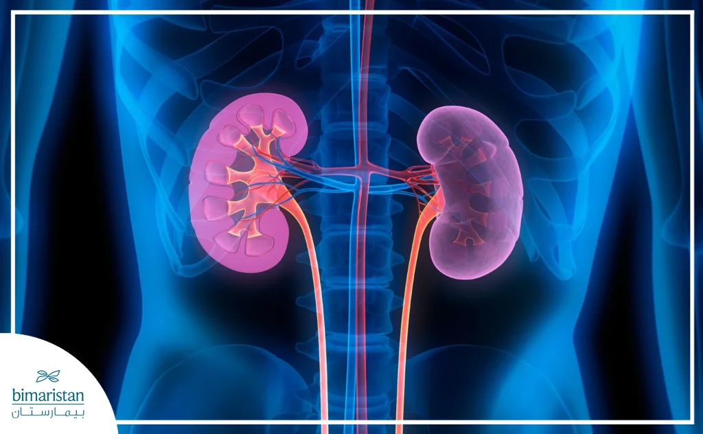 Location And Shape Of The Kidneys In The Body