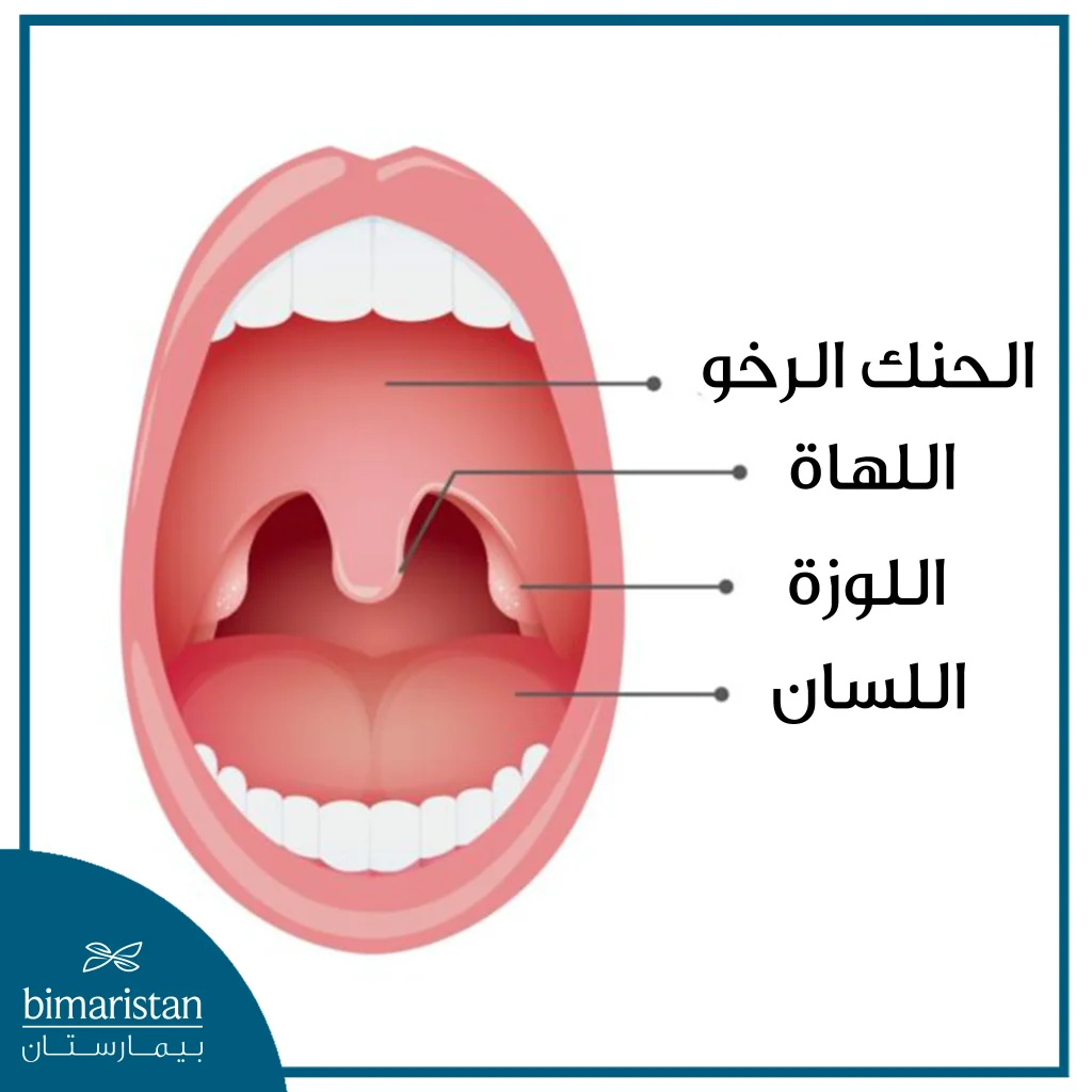 تقع اللوزتان في الجزء الخلفي من جوف الفم