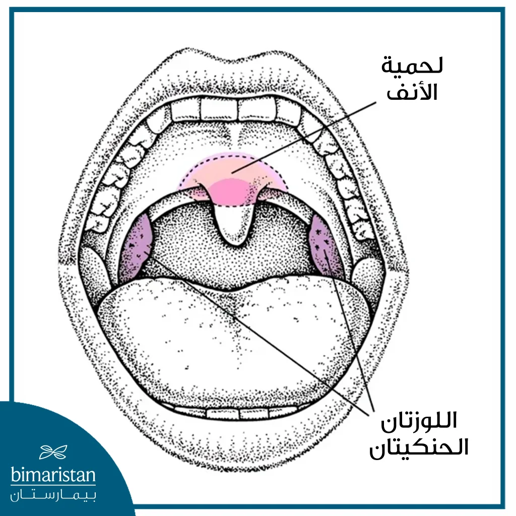 صورة توضح موقع لحمية الأنف المتضخمة