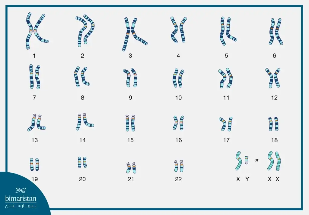 اختبار النمط النووي Karyotype