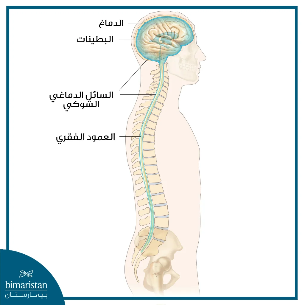 صورة جانبية للجهاز العصبي المركزي وبناه المحاطة بالسائل الدماغي الشوكي