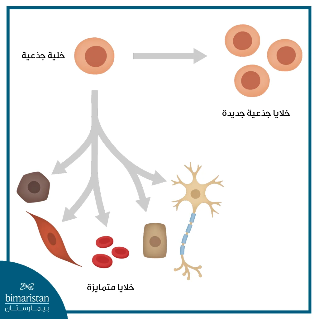 صورة توضح قدرة الخلايا الجذعية على التطور إلى أنواع مختلفة من الخلايا