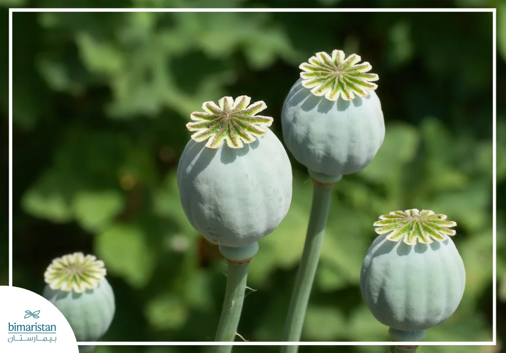 Opioids Addiction: From Pain Relief To Dependence 2 An Image Showing The Poppy Plant That Produces The Addictive Drug Opium