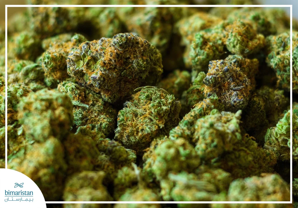 Bonzai Addiction: Causes, Symptoms, And Best Treatment Options 2 Recognizing Bonzai: Toxicological Connotations And Psychoactive Effects