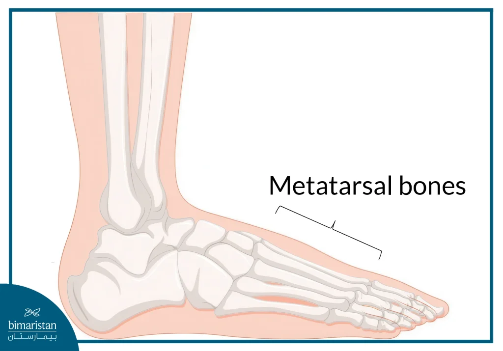 The Image Illustrates The Anatomical Structure Of The Ankle And Foot In The Lower Part Of The Leg.