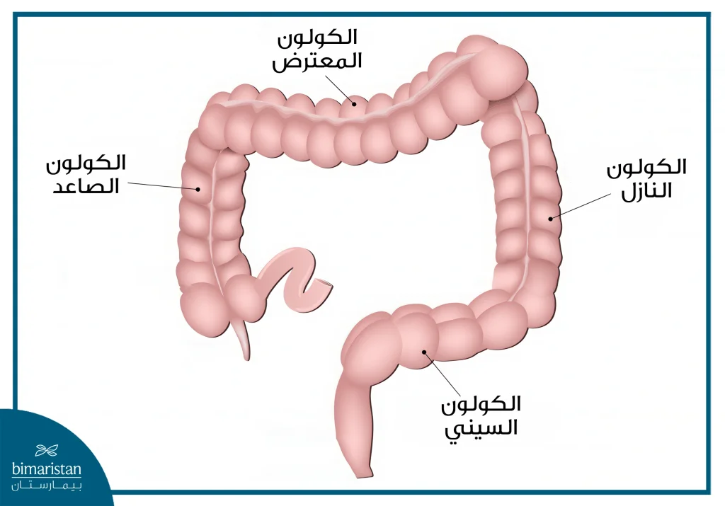 تنظير القولون 3 التوضع التشريحي للقولون والمستقيم
