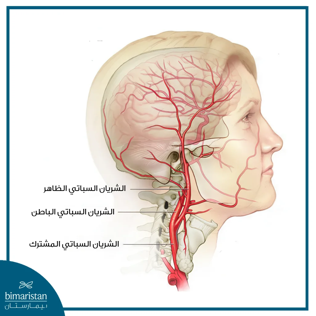 جراحة الشريان السباتي: متى تنقذك من السكتة الدماغية؟ 3 صورة توضح الموقع التشريحي للشريان السباتي