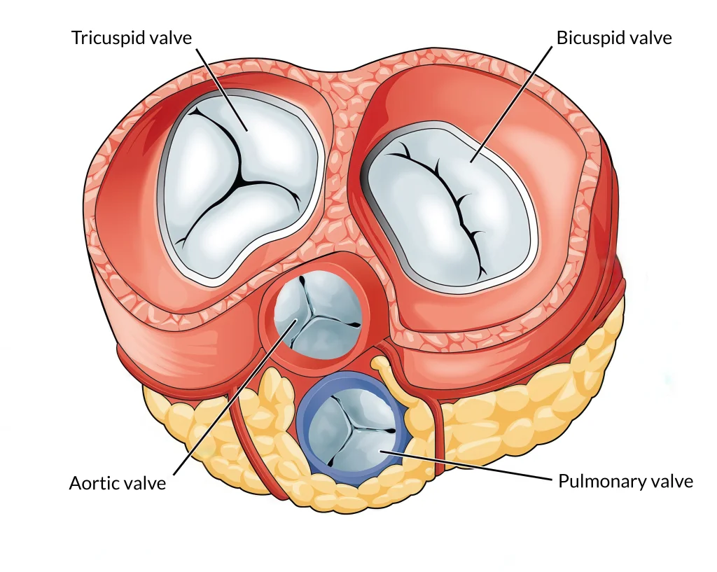 Mitral Valve Replacement Surgery In Turkey: Procedure &Amp; Recovery 3 The Heart Contains Four Valves: The Mitral Valve, The Tricuspid Valve, The Pulmonary Valve, And The Aortic Valve.