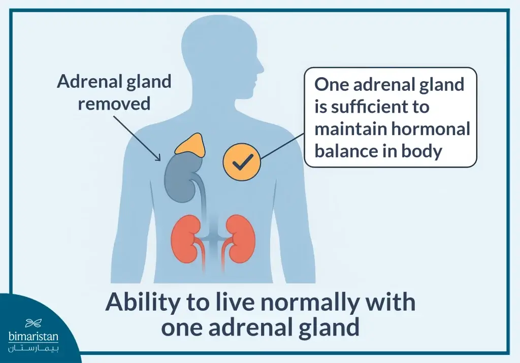 Adrenalectomy: Procedure, Benefits &Amp; Hormonal Impact 3 Survival After Unilateral Adrenalectomy