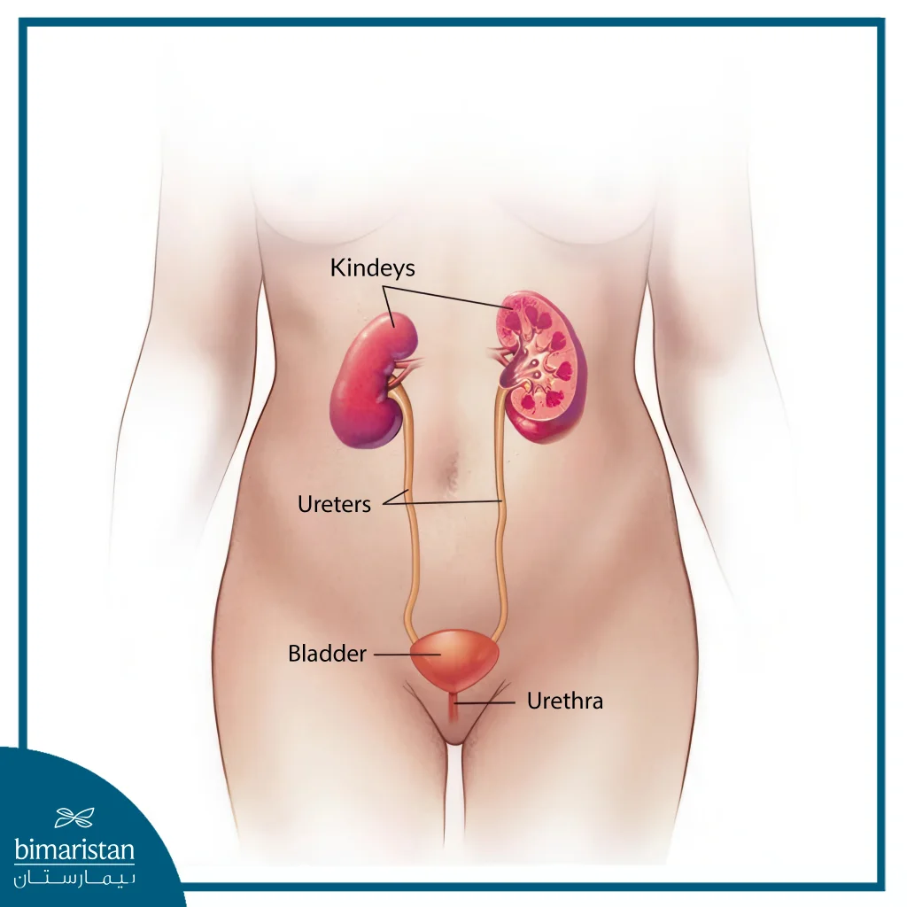 An Image Showing The Position Of The Bladder And Its Connection To The Urethra