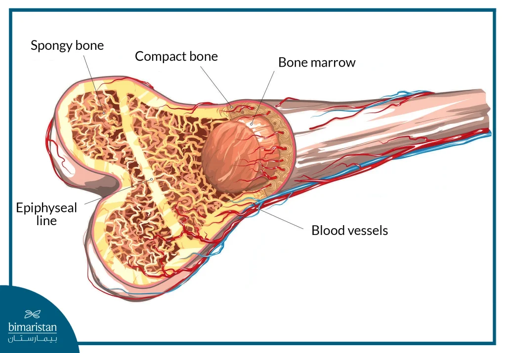 Bone Marrow Is Responsible For The Production Of Blood Cells