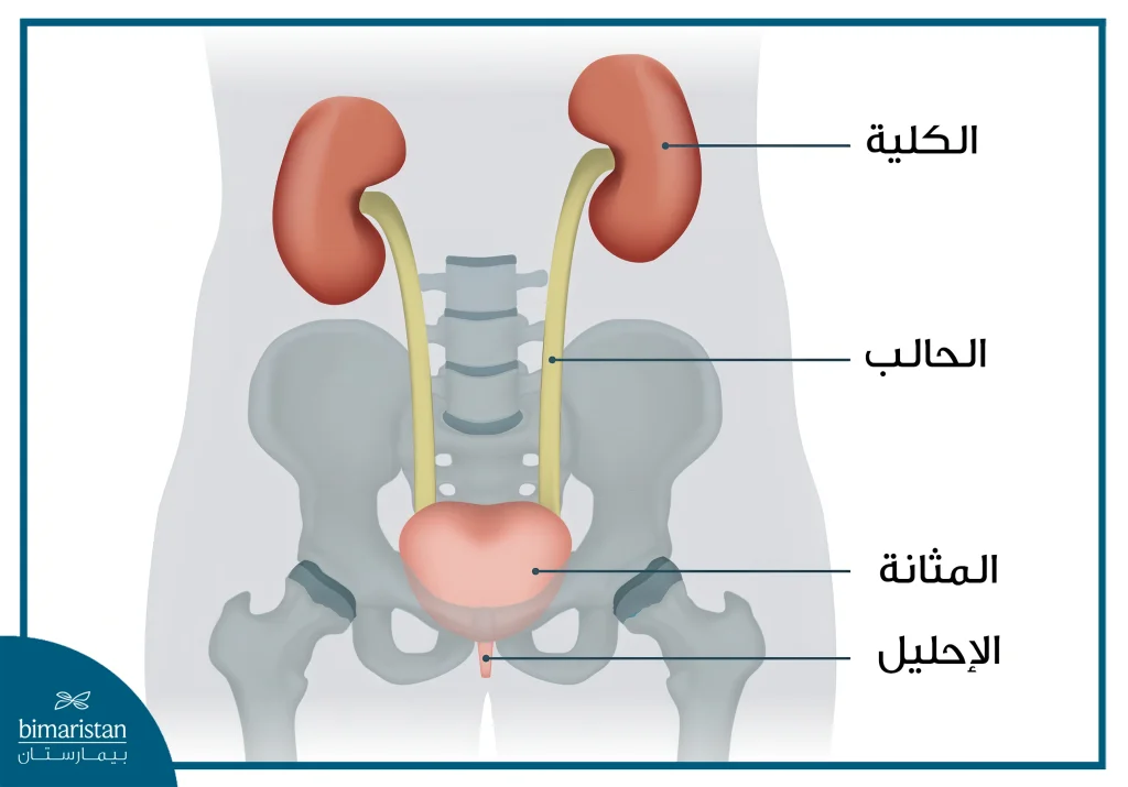 مكونات الجهاز البولي