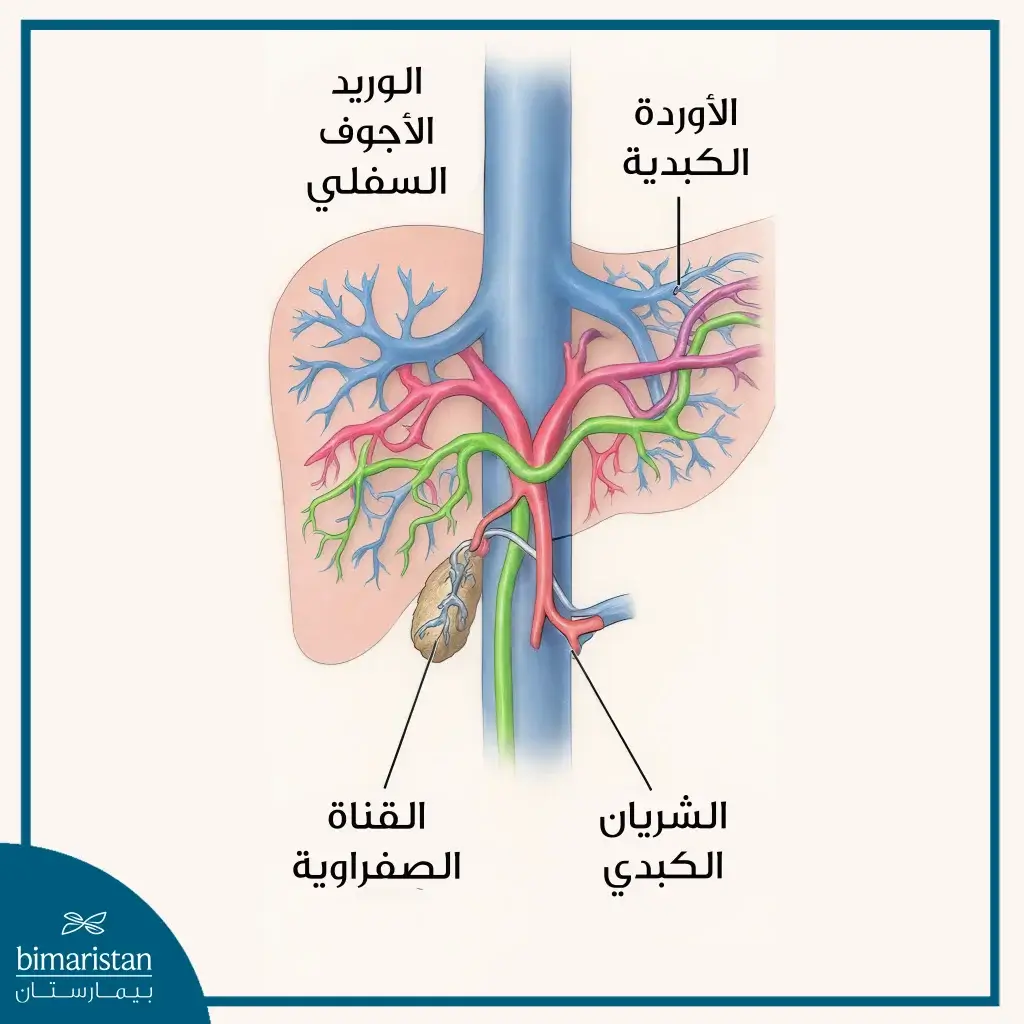 صورة توضح المفاغرات ضمن خطوات عملية زراعة الكبد