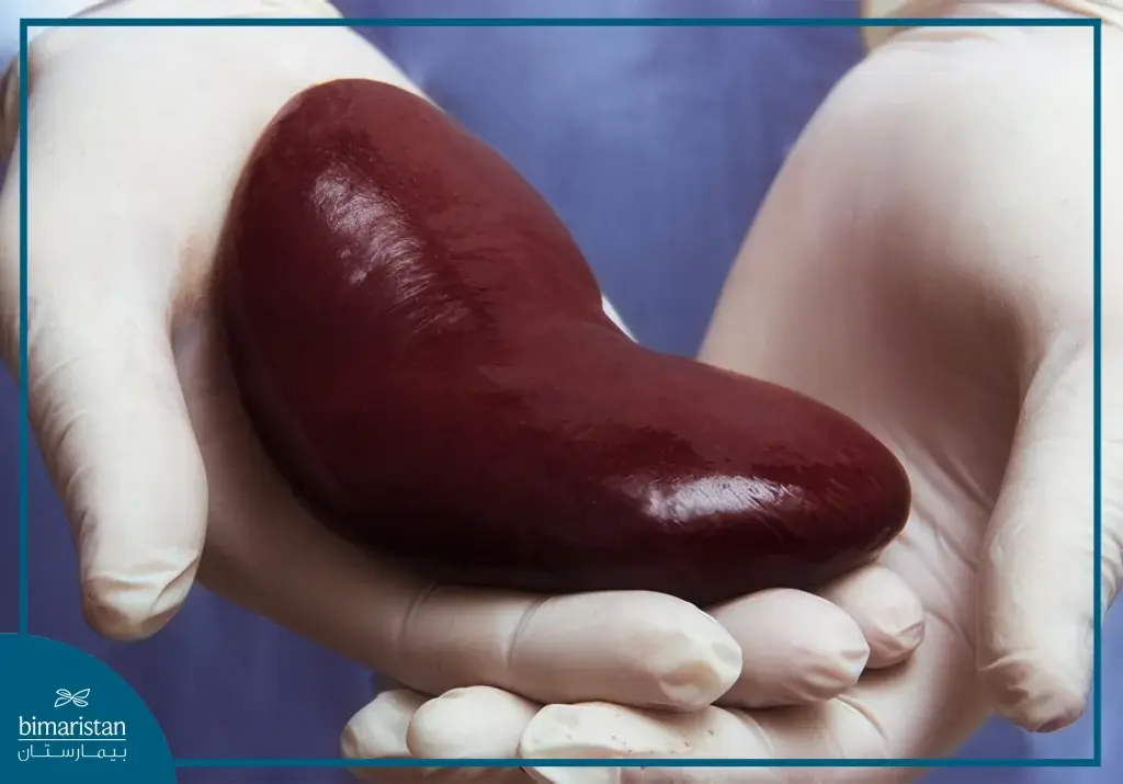 Kidney Transplant In Turkey: A New Hope For Kidney Failure Patients 3 An Image Showing The Size Of The Kidney That Will Be Transplanted To The Patient In A Kidney Transplant In Turkey