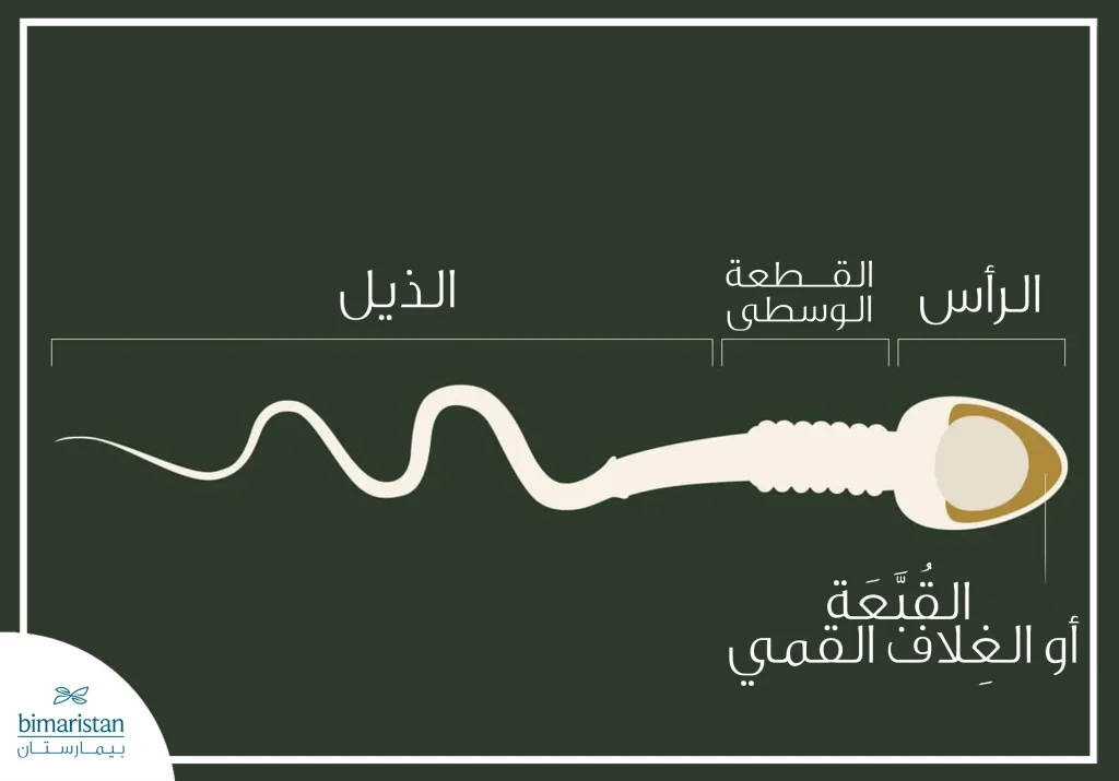 أضرار ترك دوالي الخصية دون علاج: المخاطر والتأثيرات الصحية 3 صورة توضح الشكل الطبيعي للنطفة