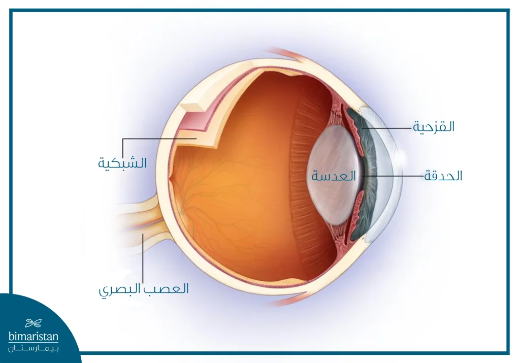 التهاب العصب البصري: الأسباب والأعراض وخيارات العلاج الحديثة 2 صورة توضح تشريح العين ومكان توضع العصب البصري