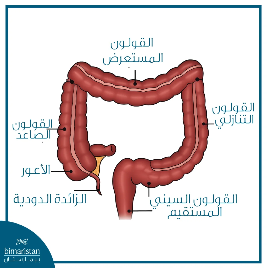 علاج التهاب القولون التقرحي في تركيا 3 صورة توضح تشريح القولون (الأمعاء الغليظة)