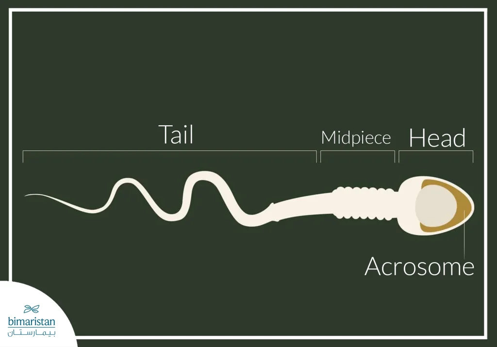 Image Showing The Normal Structure Of A Sperm Cell