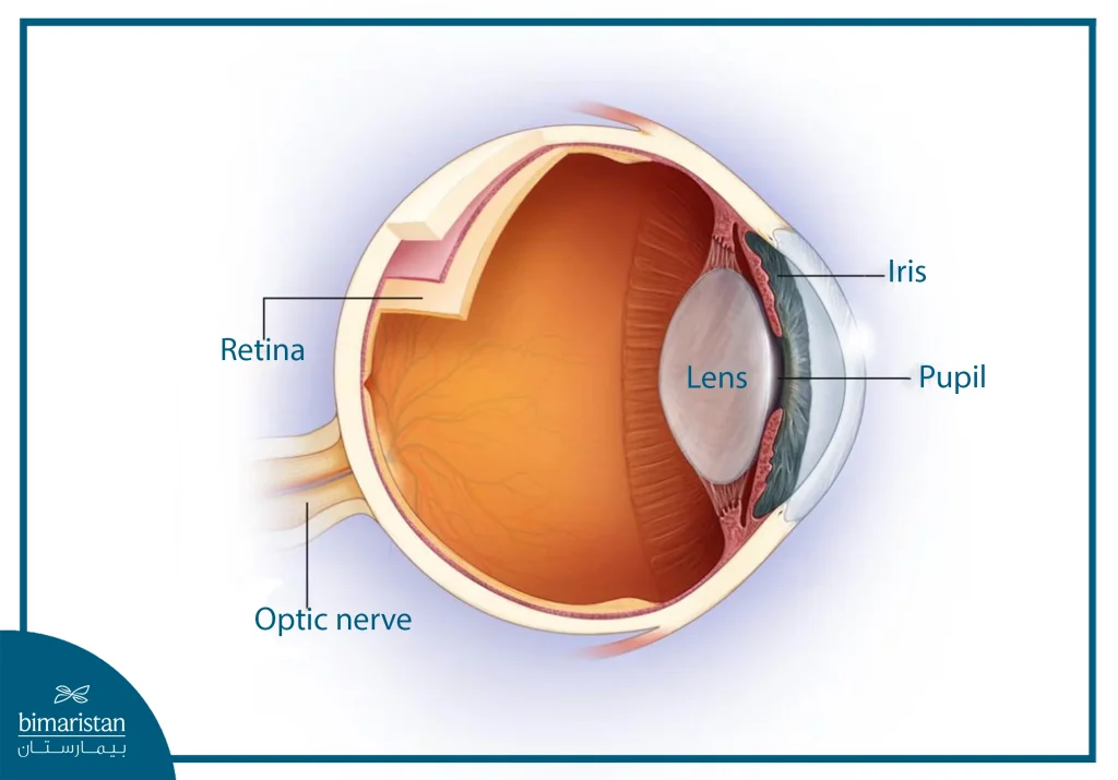 The Image Showing The Anatomy Of The Eye And The Location Of The Optic Nerve.