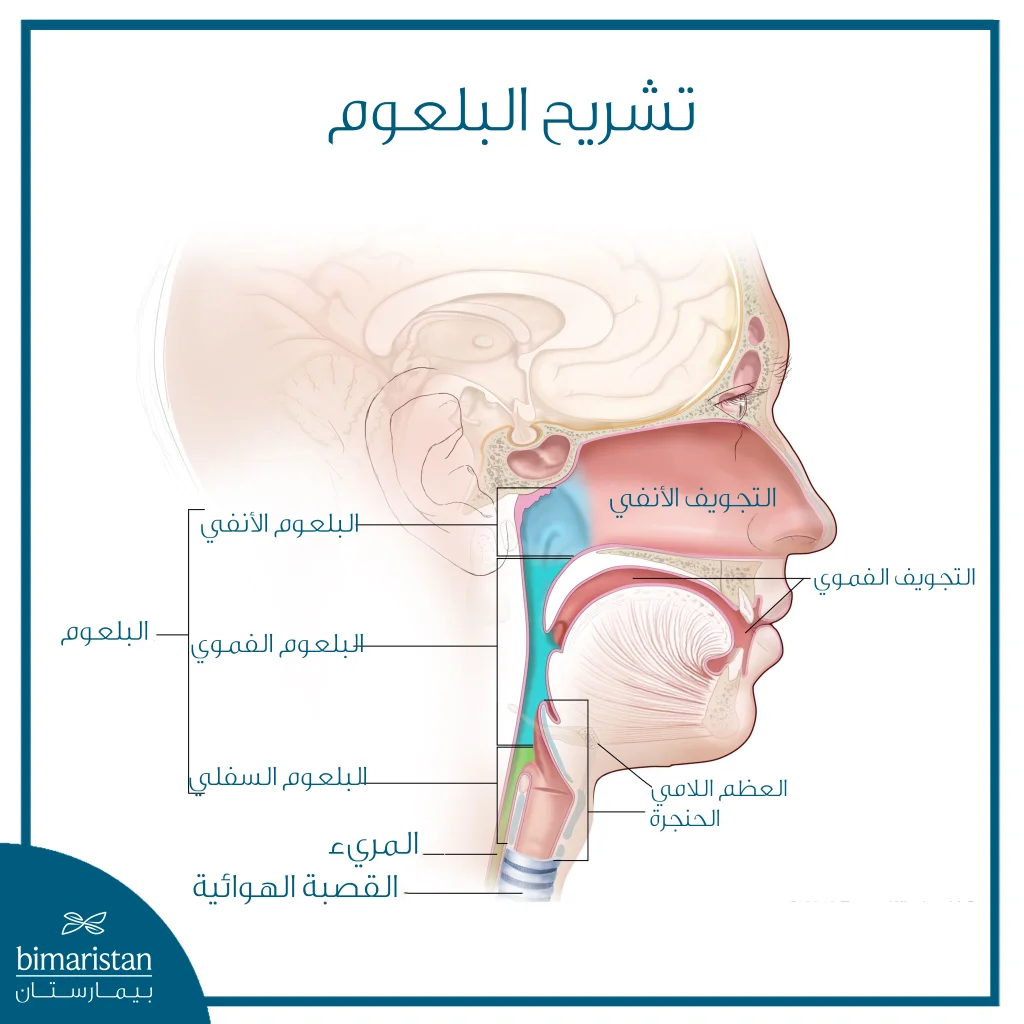 تشريح البلعوم