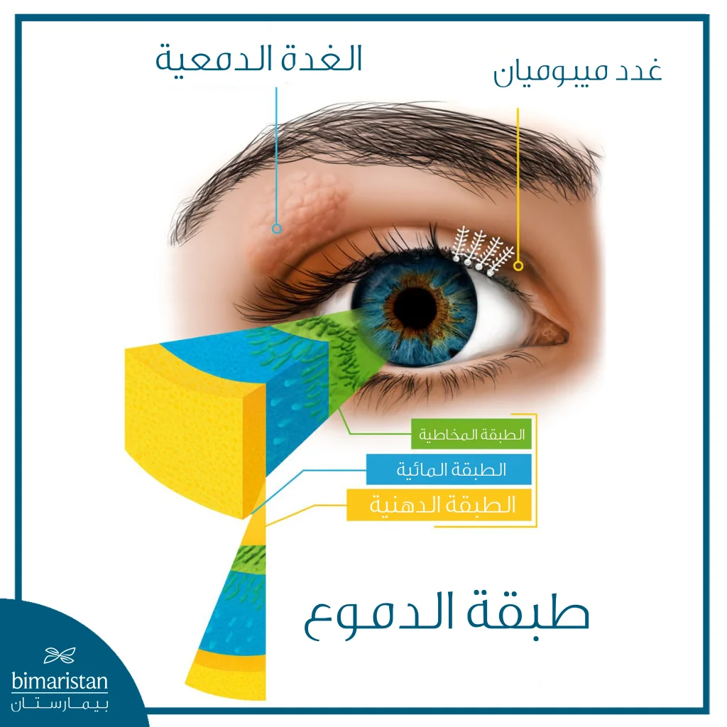 صورة تشريحية توضّح طبقات الدموع في العين والغدد المسؤولة عن إفرازها، وتشمل الغدة الدمعية وغدد ميبوميان.