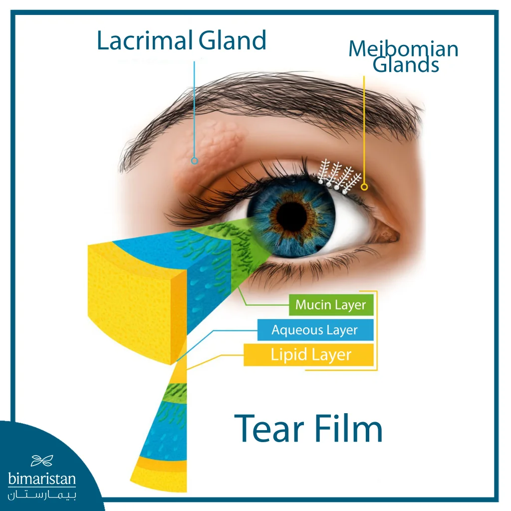 Dry Eye Syndrome: Causes, Symptoms &Amp; Latest Treatment Options 2 An Anatomical Diagram Showing Tear Film Layers And Glands, Including Lacrimal And Meibomian Glands