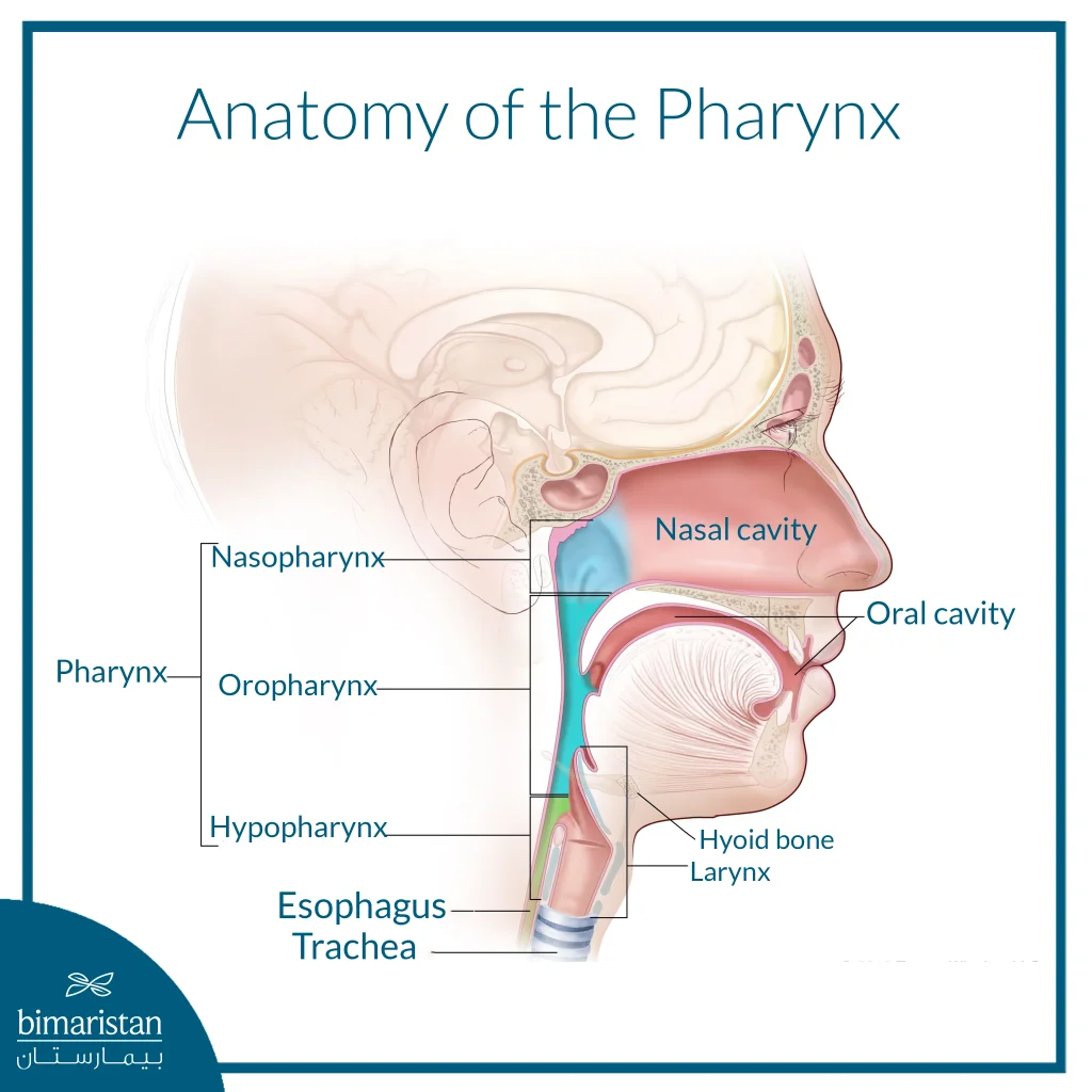 Anatomy Of The Pharynx
