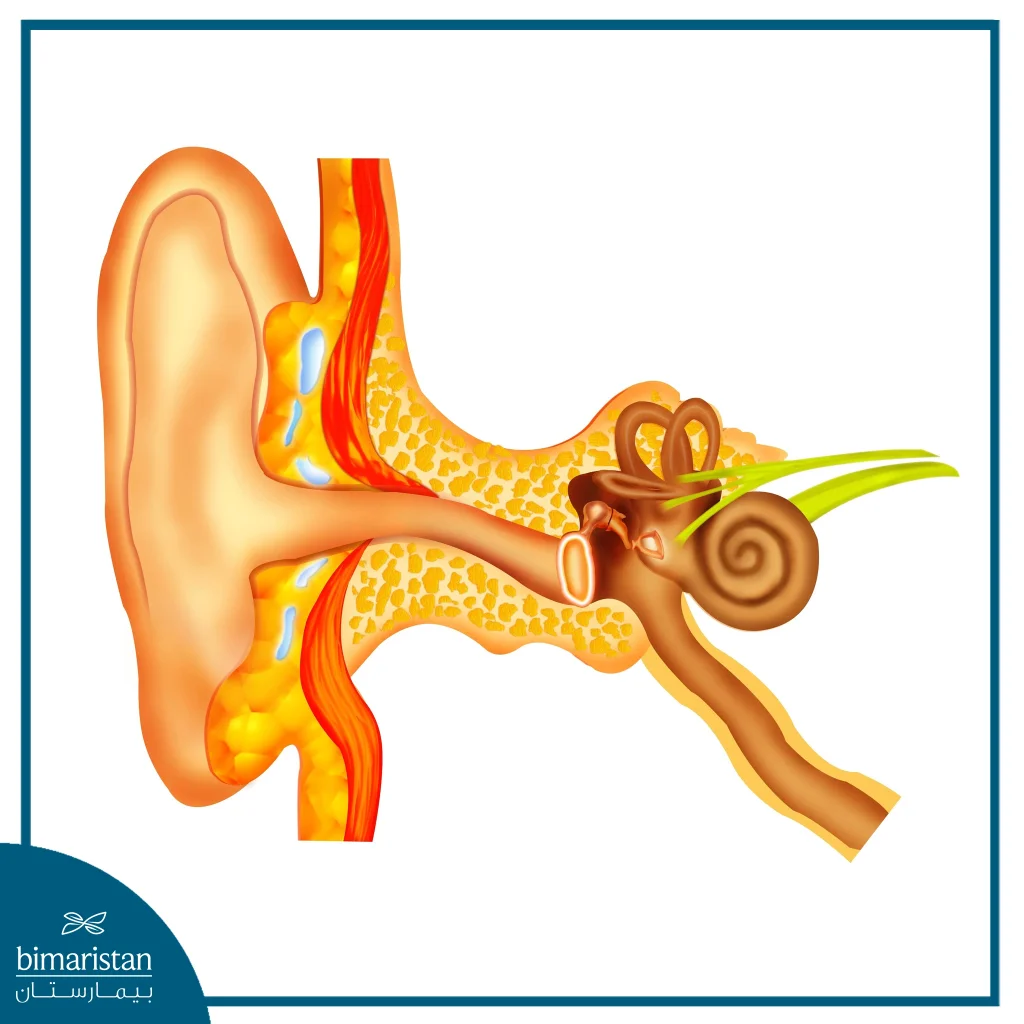 The Images Illustrate The Auditory Ossicles In The Middle Ear.