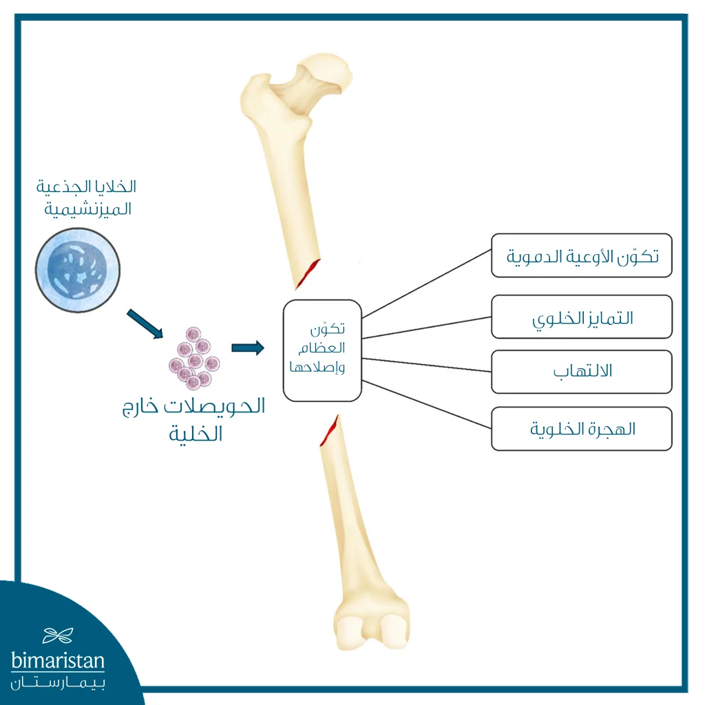 الصورة تبيّن دور الحويصلات خارج الخلية من الخلايا الجذعية الميزنشيمية في تجديد وإصلاح العظام.