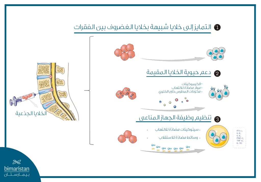 الصورة تبيّن دور الخلايا الجذعية في إصلاح الغضروف وتنظيم الالتهاب.