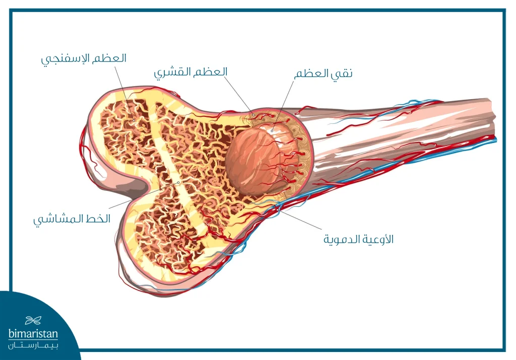 صورة توضح توضع النقي في العظم