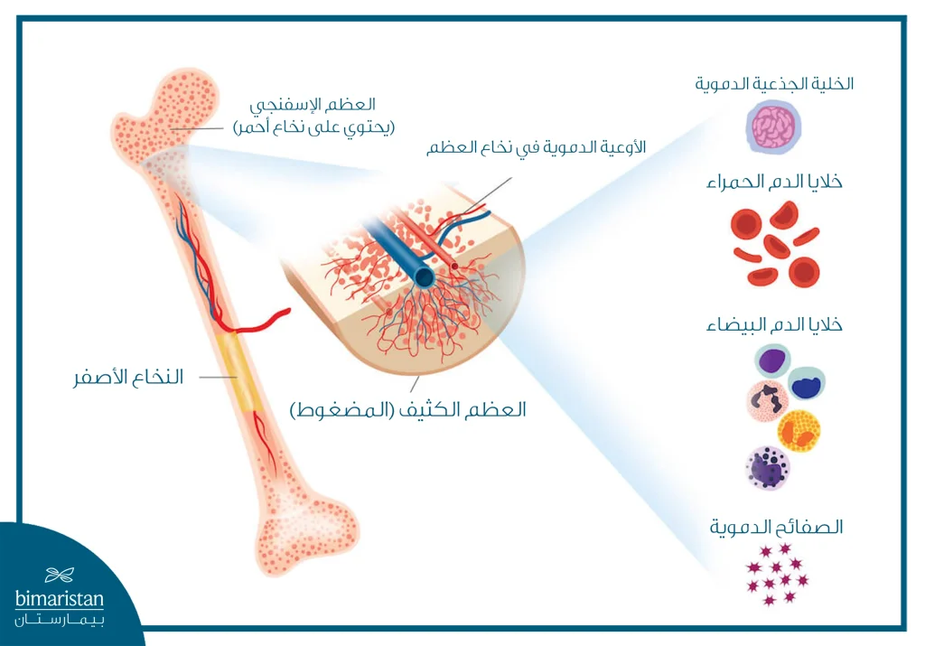 كل ما تريد معرفته عن نقي العظم
