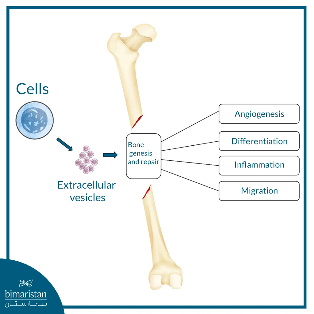 The Image Shows The Role Of Extracellular Vesicles Derived From Mesenchymal Stem Cells In Bone Regeneration And Repair.