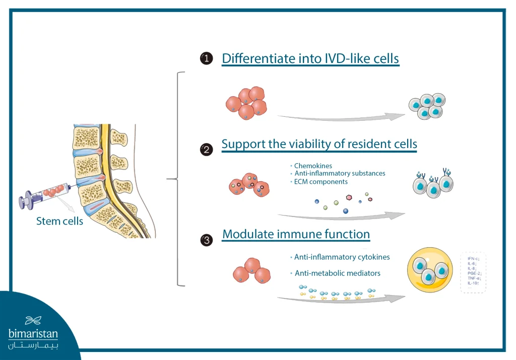 The Image Shows The Role Of Stem Cells In Cartilage Repair And Inflammation Regulation