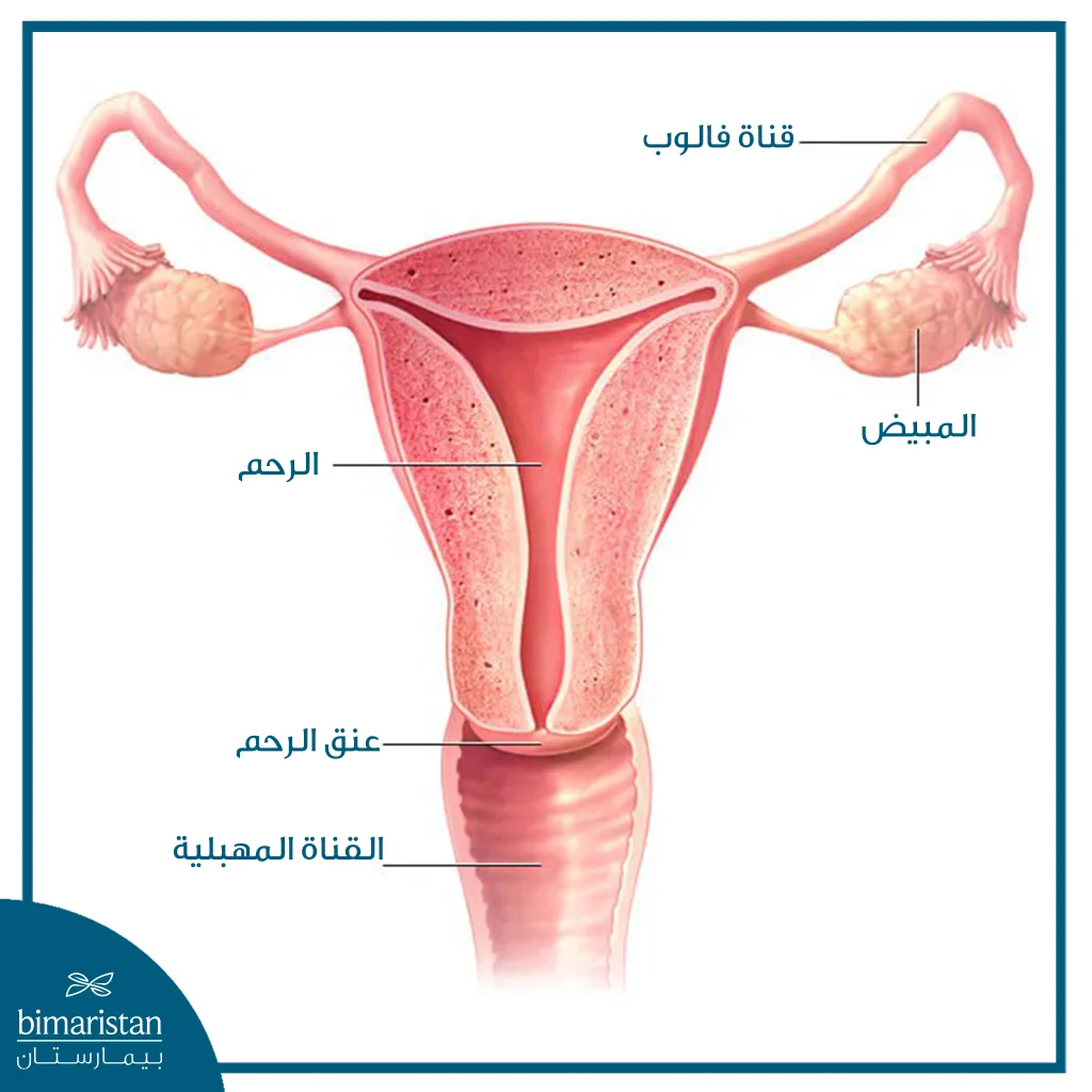 استئصال البوق والمبيض الثنائي: الدواعي والخطوات والمضاعفات 2 رسم تشريحي يوضّح التركيب الطبيعي للجهاز التناسلي الأنثوي، مع إظهار الرحم، المبيضين، قناتي فالوب، عنق الرحم، والقناة المهبلية دون وجود تغيرات مرضية.