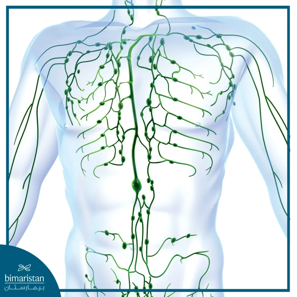 لمفوما لا هودجكن: الدليل الشامل 2026 5 صورة توضح مكونات الجهاز اللمفاوي 1