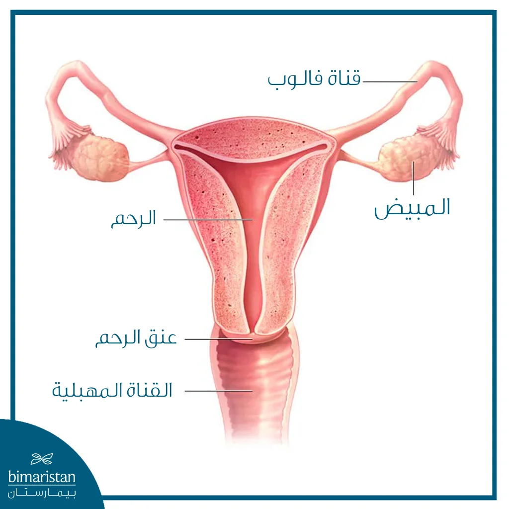رسم تشريحي يوضح الرحم والمبيضين وقناتي فالوب ضمن الجهاز التناسلي الأنثوي.