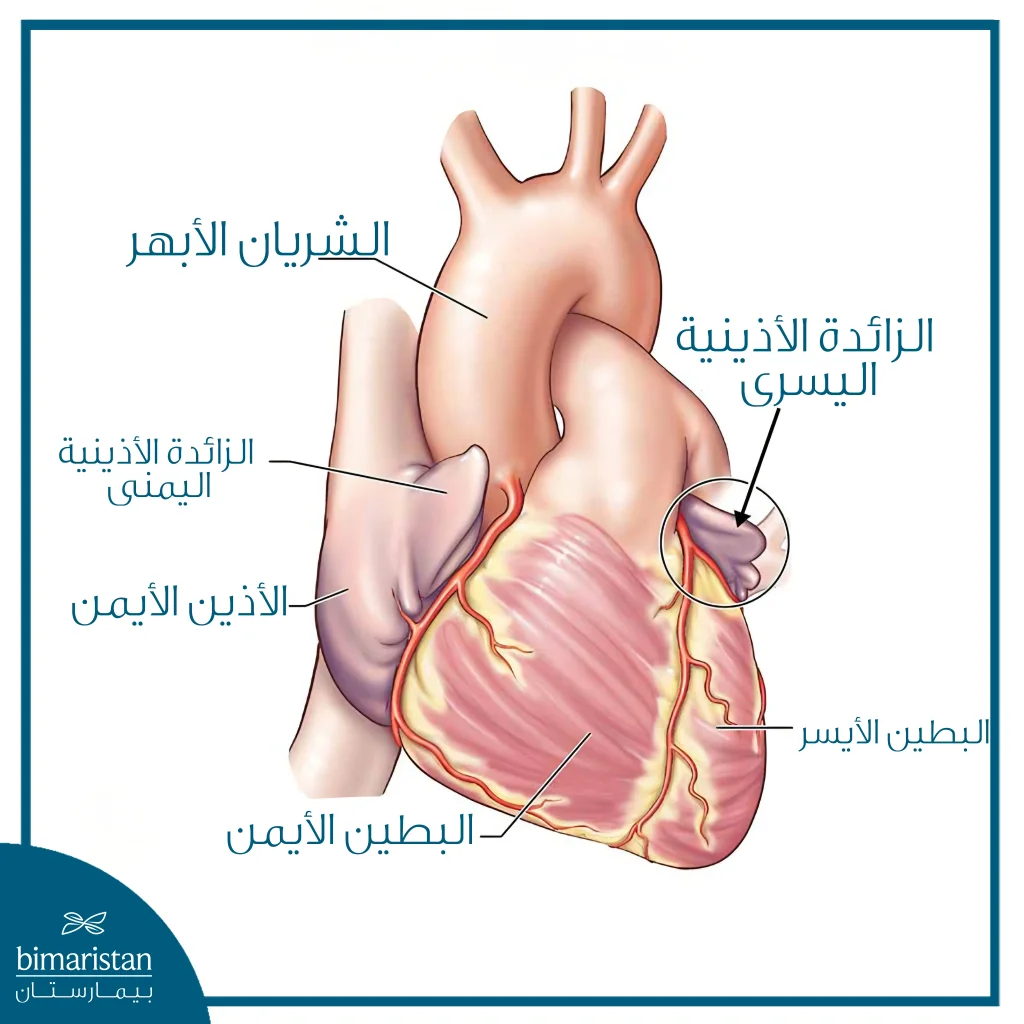 رسم تشريحي للقلب يوضح الزائدة الأذينية اليسرى وموقعها بجانب الأذين الأيسر