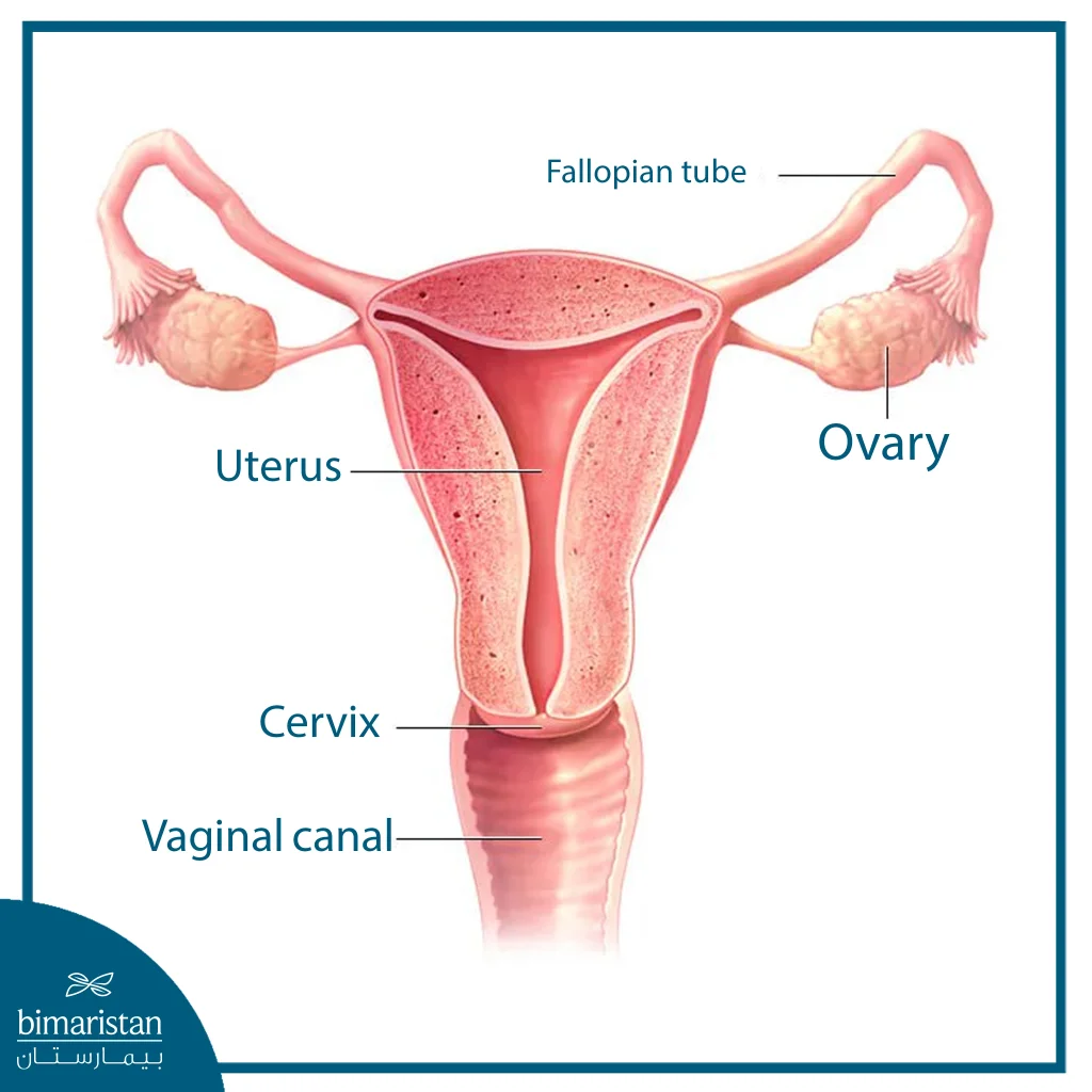 Anatomical Illustration Of The Female Reproductive System Including Uterus, Ovaries, And Fallopian Tubes.