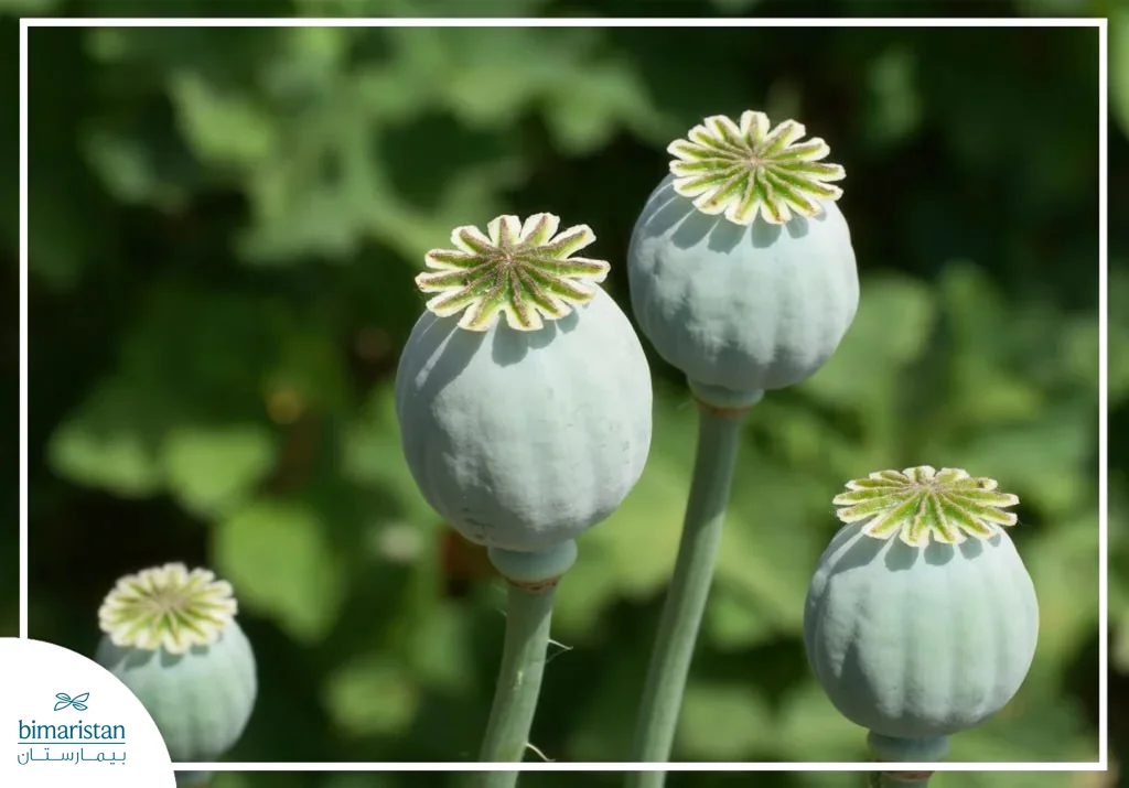 Dépendance Aux Opioïdes : Du Soulagement De La Douleur À La Dépendance 2 Dépendance Aux Opioïdes