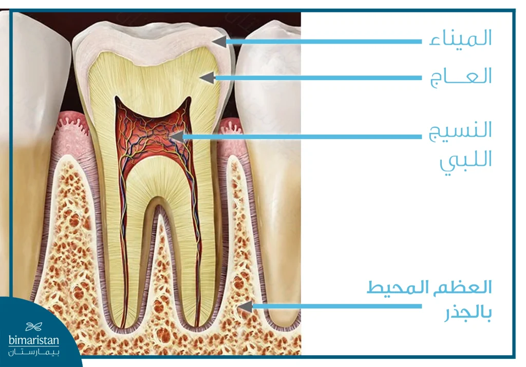 رسم تشريحي يوضح تركيب السن