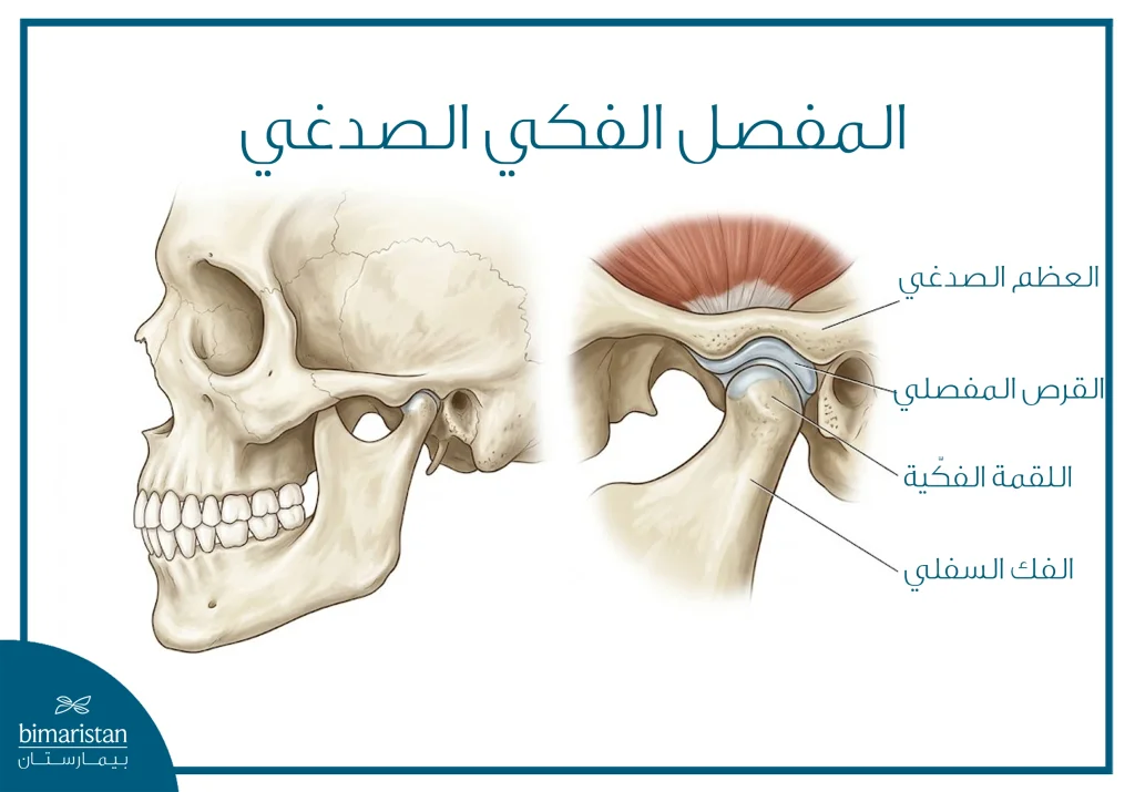 صورة توضيحية تشريحية للمفصل الفكي الصدغي