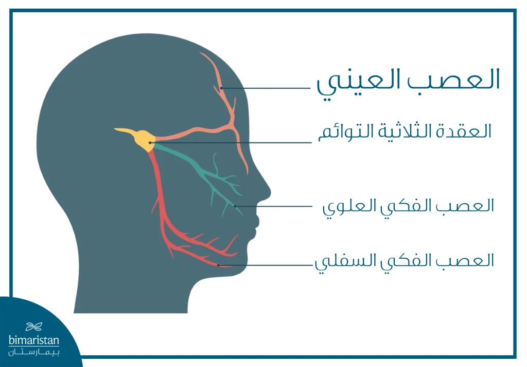 رسم يوضح المناطق المعصبة بالعصب ثلاثي التوائم